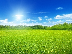 grove, Sky, flowery, Meadow