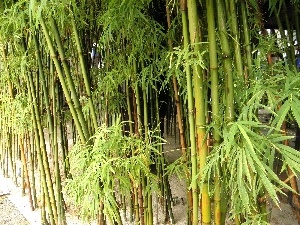 Green, grove, bamboo