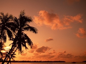 Gulf, sun, Palms, west