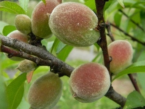 peaches, Hairs, maturing