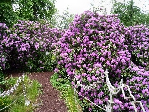 hand-rail, fancy, purple, Rhododendrons