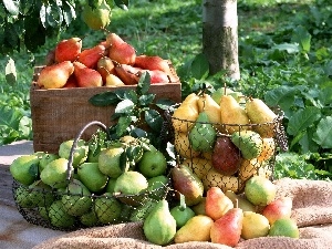 harvest, truck concrete mixer, orchard