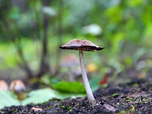 handle, Hat, mushroom
