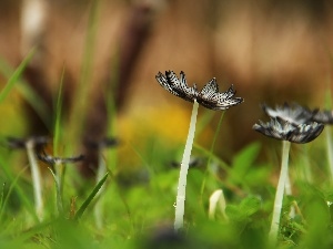 Hat, leg, Mushrooms, grass
