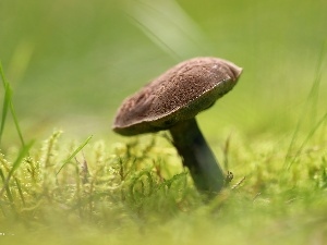 Hat, Moss, Mushrooms, bolete