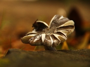 Hat, Mushrooms