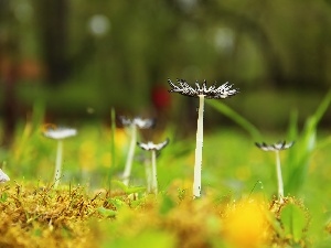 feet, hats, mushrooms