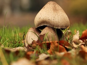 hats, mushrooms