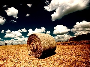 bunch, hay, Field