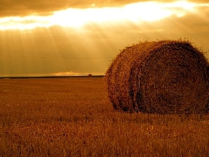 bunch, hay, Field