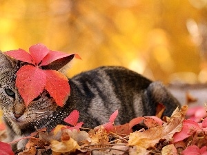 Head, an, cat, leaf