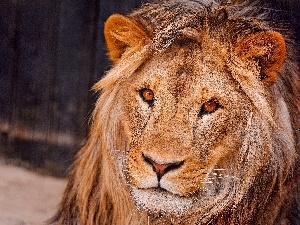 Head, The look, Lion