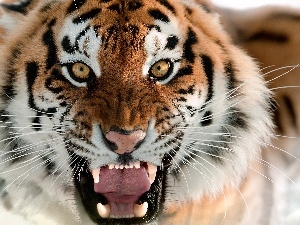 tiger, head, furious
