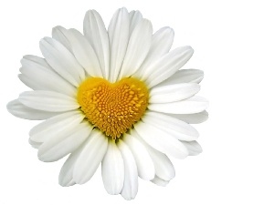 Yellow, Heart, daisy