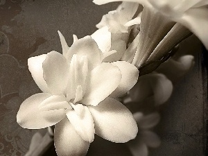 gladioli, hearts, White