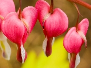 Pink, hearts, Flowers