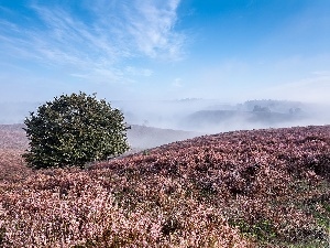 heather, trees, Mountains, autumn, Fog