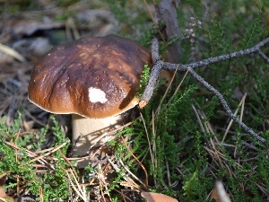 heather, twig, Boletus edulis