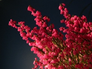 heather, flower