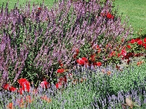 heather, Flowers