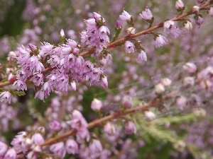 heather, lilac