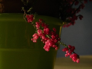 pink, heather, twig