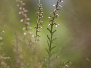 Heather ordinary, Twigs, Violet