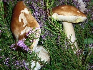 heathers, boletus