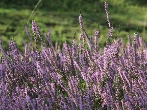 heathers, purple