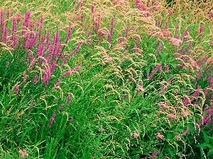 purple, heathers, Meadow