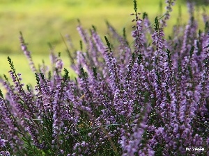 heathers, purple