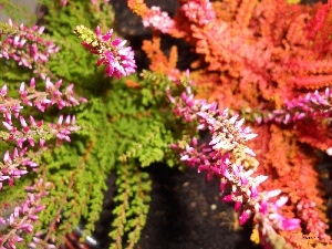 Red, heathers, Pink