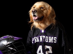 Shirt, helmet, dog