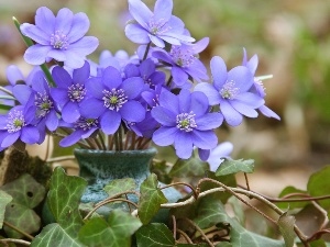 hepatica, ivy, small bunch