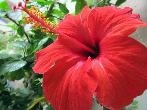hibiscus, Colourfull Flowers, Big, Red