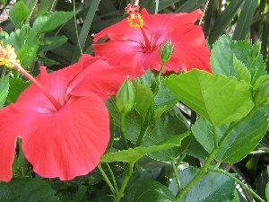 hibiscus, Flowers