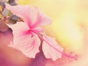 hibiskus, Colourfull Flowers, Beatyfull, exotic