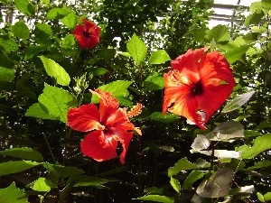 hibiskus, Flowers, beatyfull, Red