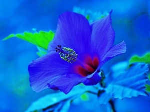 hibiskus, azure, Colourfull Flowers