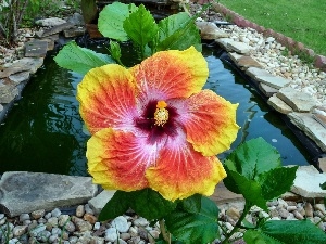 hibiskus, Red, Colourfull Flowers, yellow