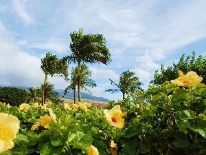 Flowers, hibiskus, Palms