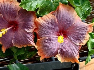 hibiskus, Flowers