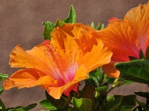 hibiskus, Orange
