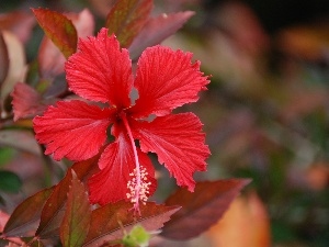 hibiskus, Red
