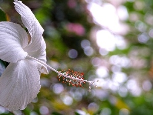 hibiskus, White