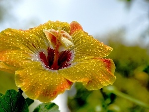 hibiskus, Yellow