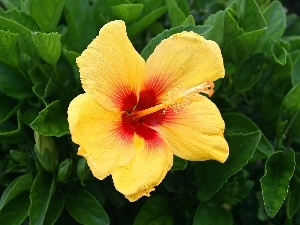 hibiskus, Yellow