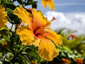 hibiskus, Yellow