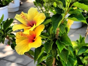 hibiskus, Yellow