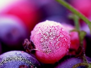 rime, hoarfrost, currant